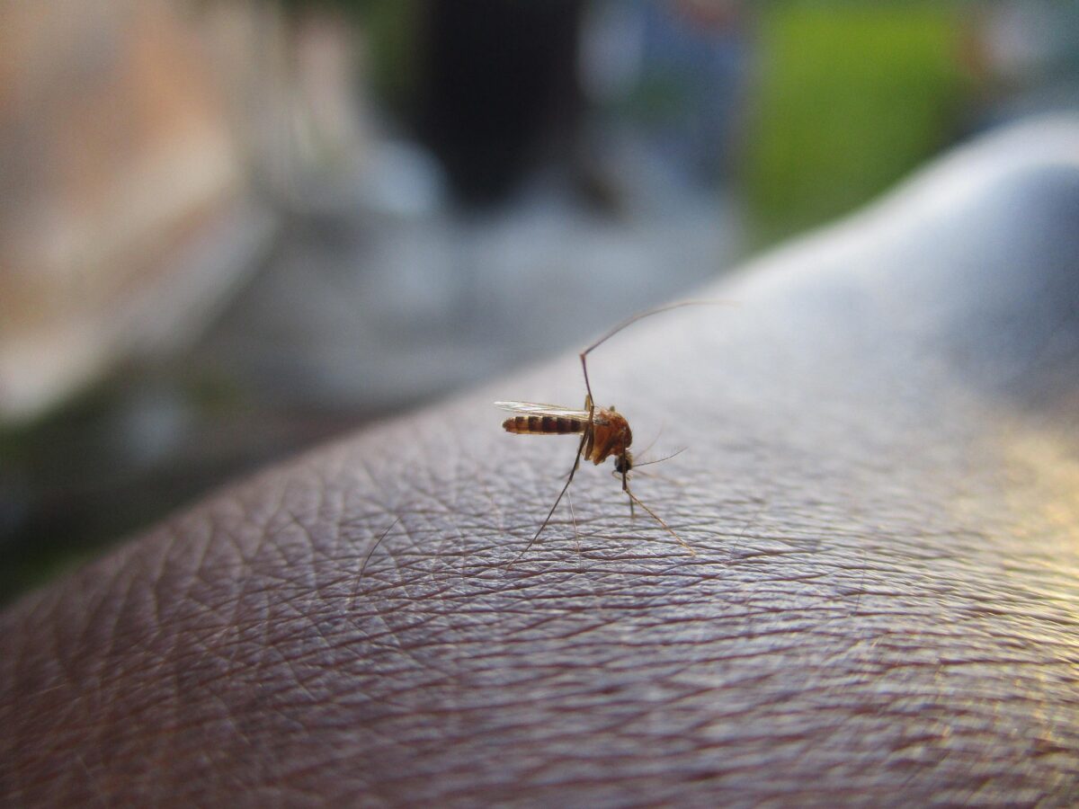 mosquito-2566773_1920-1200x900.jpg